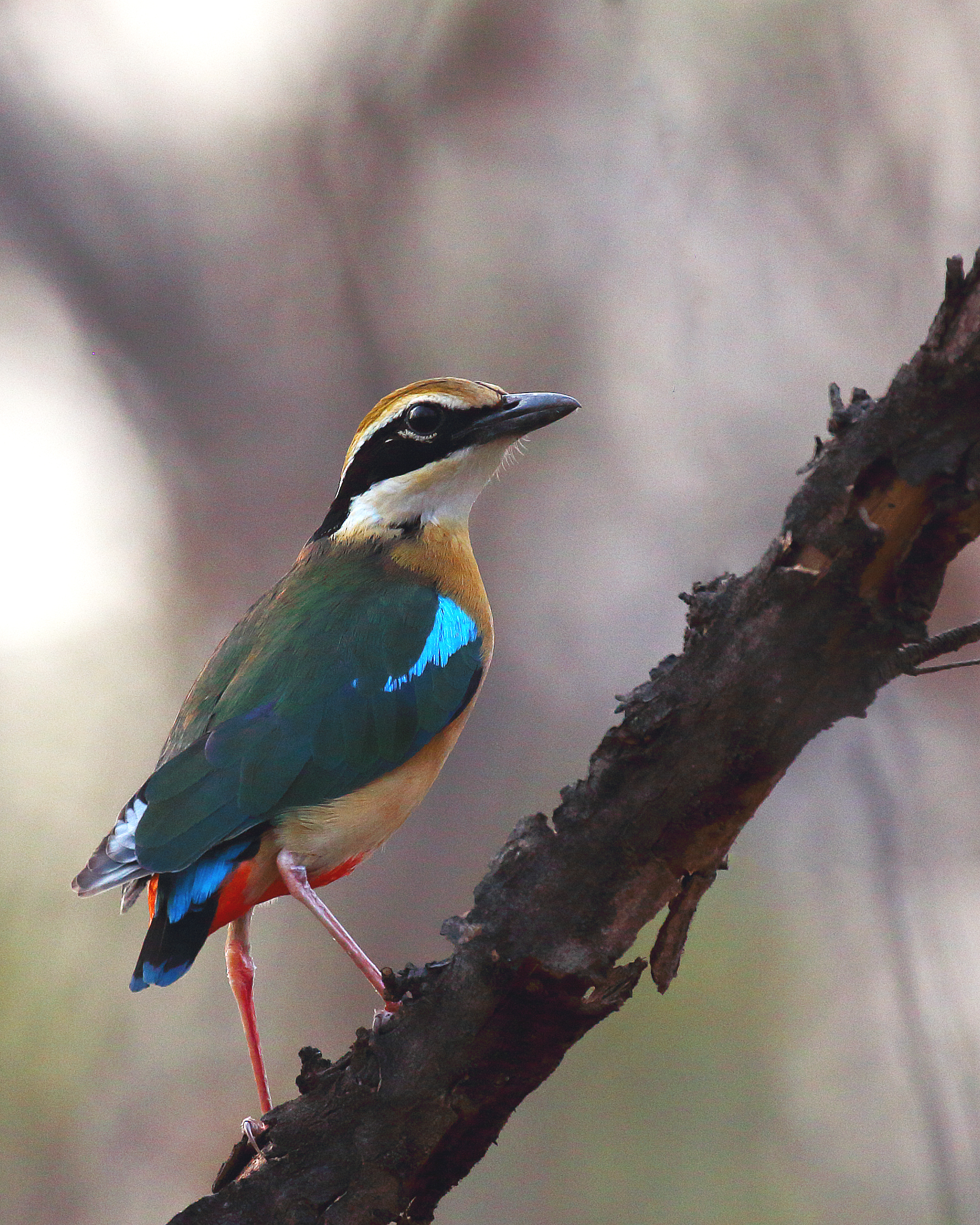 Indian Pitta